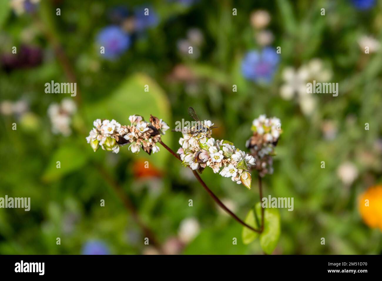 vespe di scavatore a coda di rondine ornata su fiori bianchi rosa di grano saraceno Foto Stock