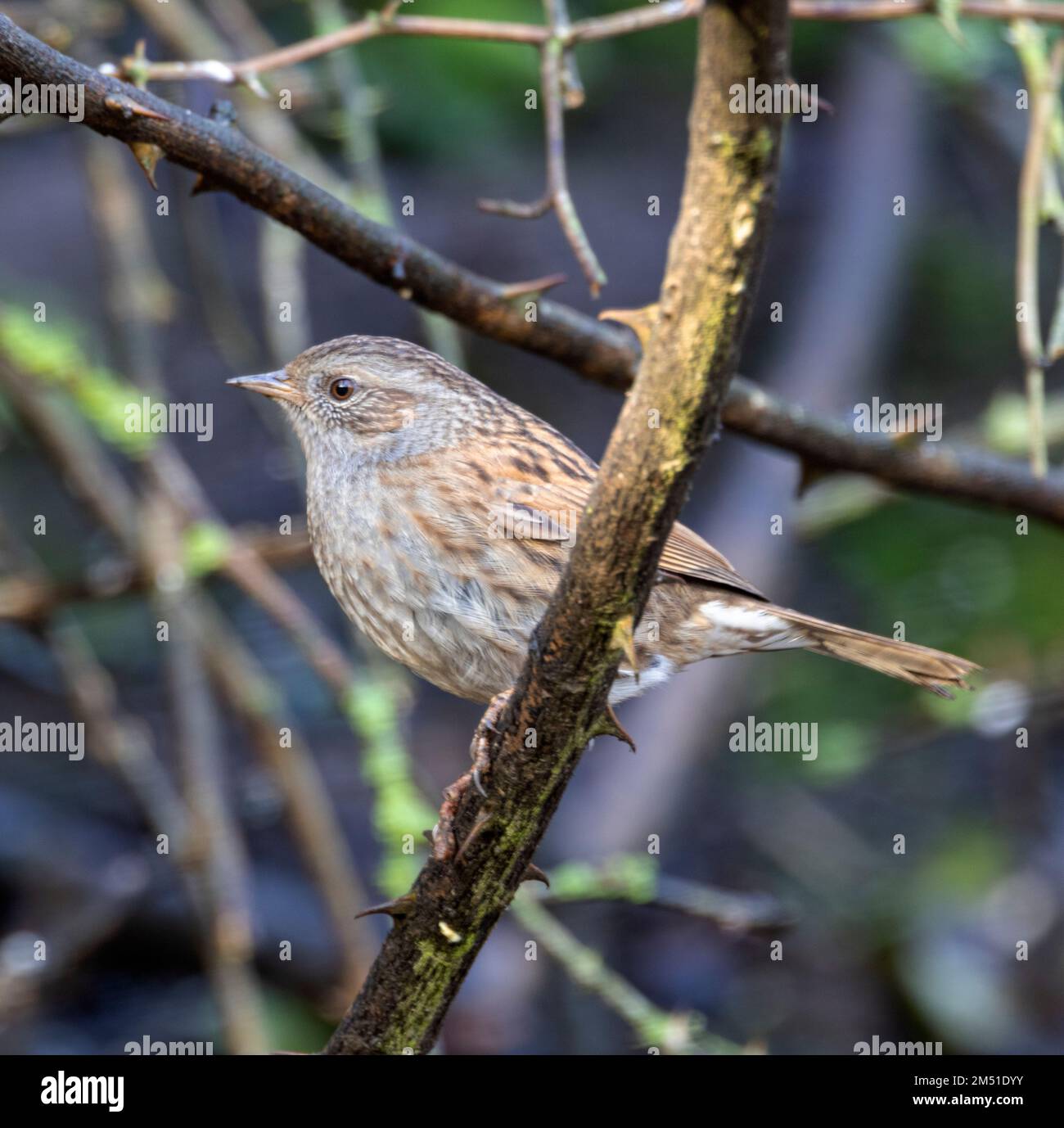 Il Dunnock, o Hedge Sparrow, è un uccello da giardino comune nel Regno Unito. Sono solitari a volte, ma si riuniranno in aree di buona alimentazione. Foto Stock