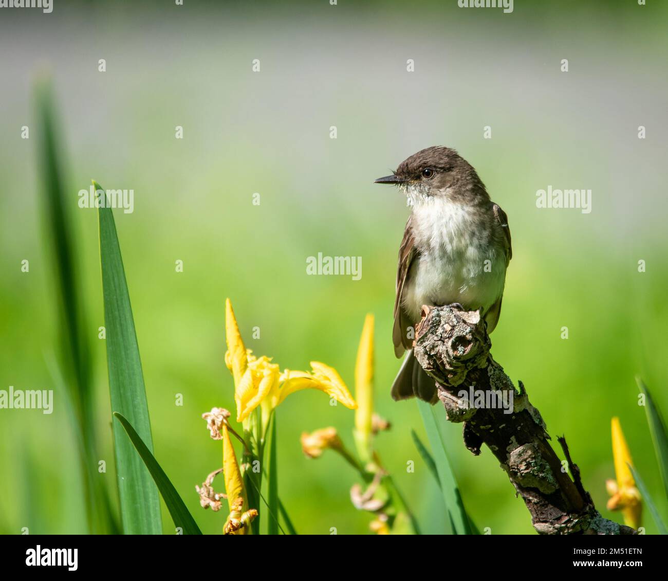 Un kingbird orientale a Quebec City, Canada Foto Stock