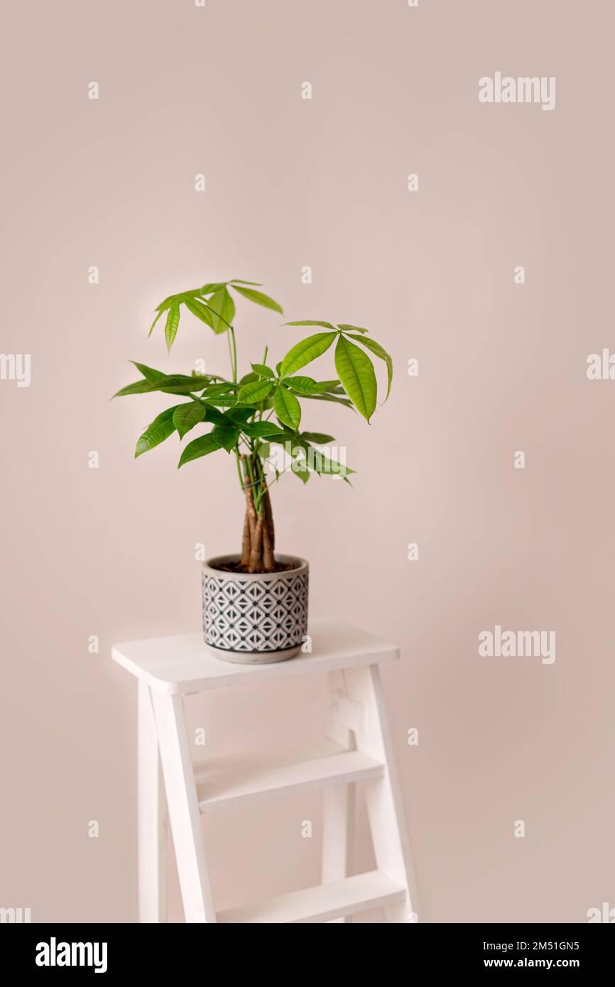 Un impianto Money Tree (Pachira Aquatica). Verde pachira aquatica foglie su sfondo beige. Foto Stock