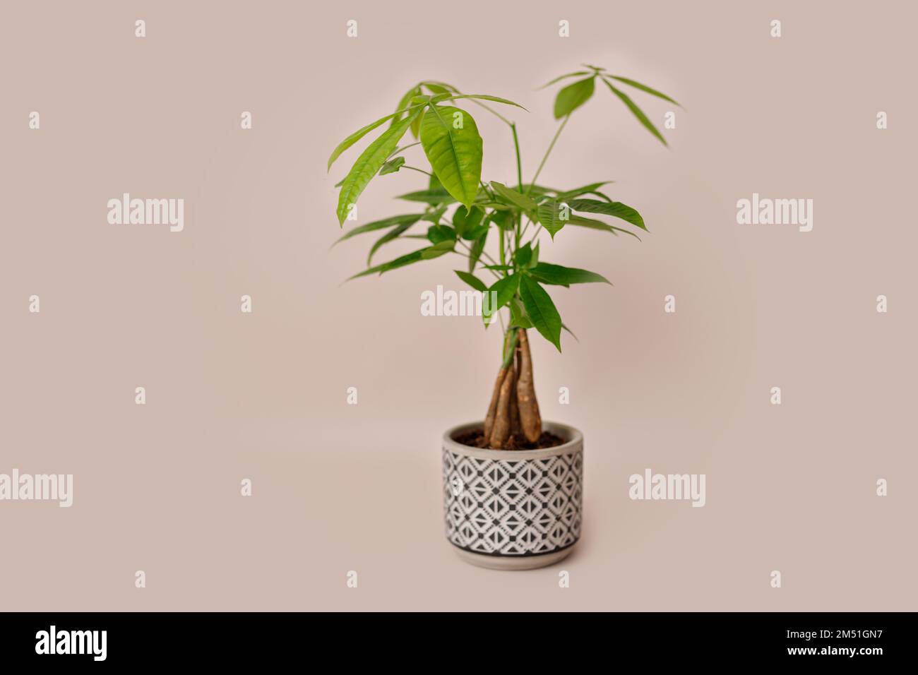 Un impianto Money Tree (Pachira Aquatica). Verde pachira aquatica foglie su sfondo beige. Foto Stock