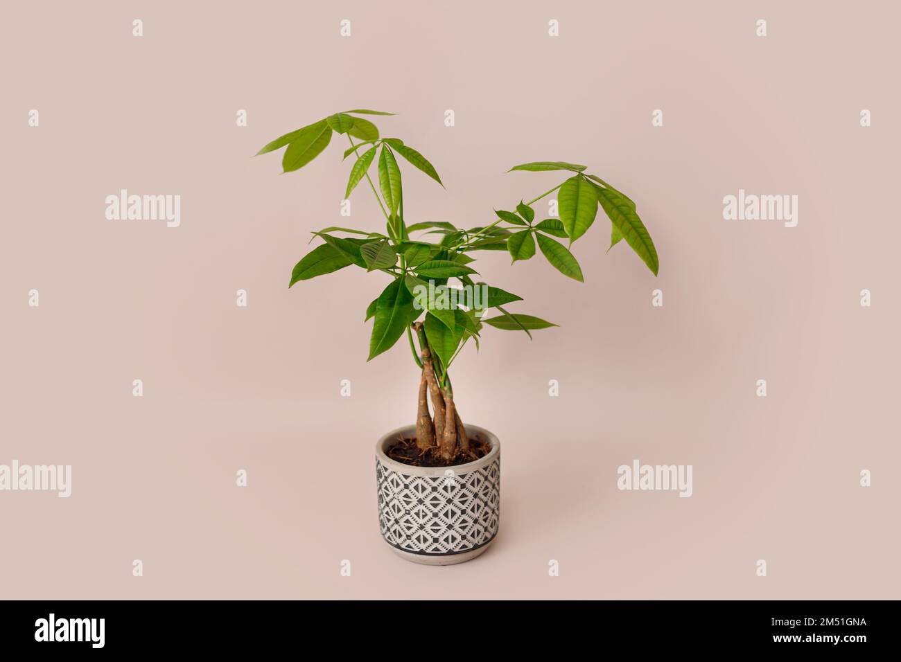 Un impianto Money Tree (Pachira Aquatica). Verde pachira aquatica foglie su sfondo beige. Foto Stock