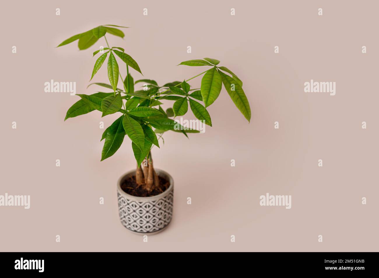 Un impianto Money Tree (Pachira Aquatica). Verde pachira aquatica foglie su sfondo beige. Foto Stock