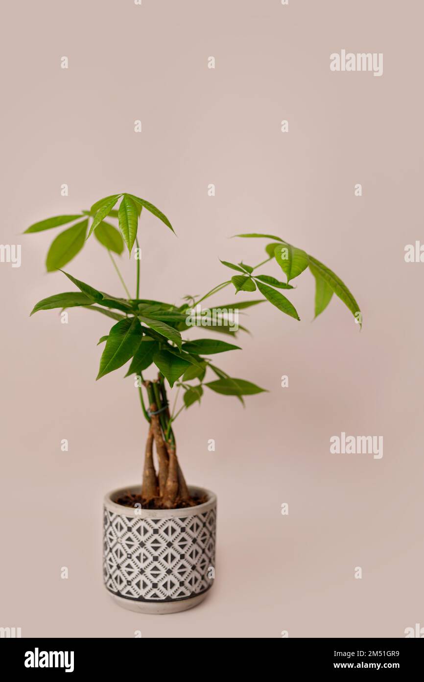 Un impianto Money Tree (Pachira Aquatica). Verde pachira aquatica foglie su sfondo beige. Foto Stock