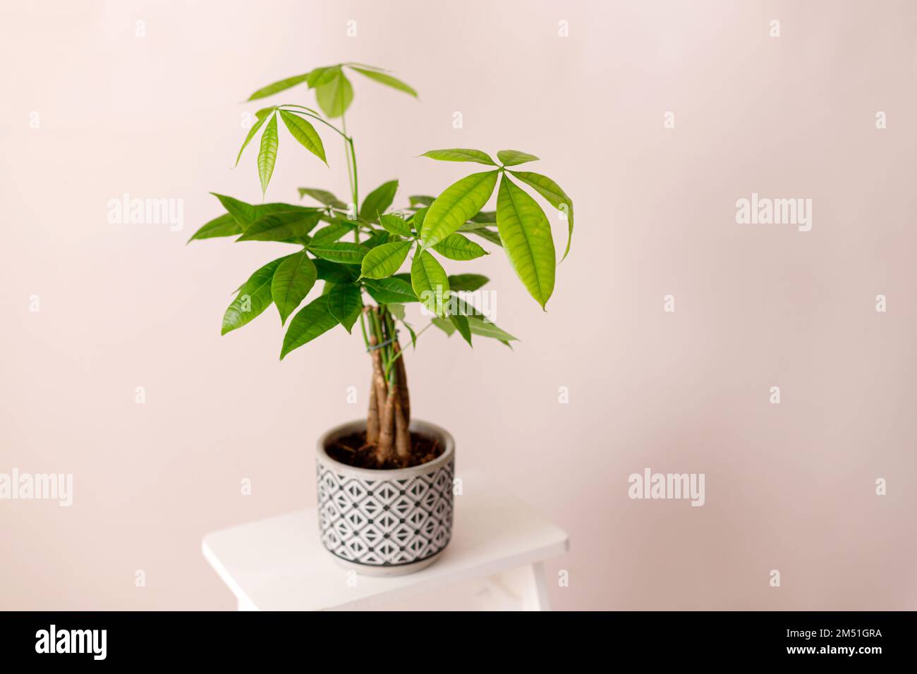 Un impianto Money Tree (Pachira Aquatica). Verde pachira aquatica foglie su sfondo beige. Foto Stock