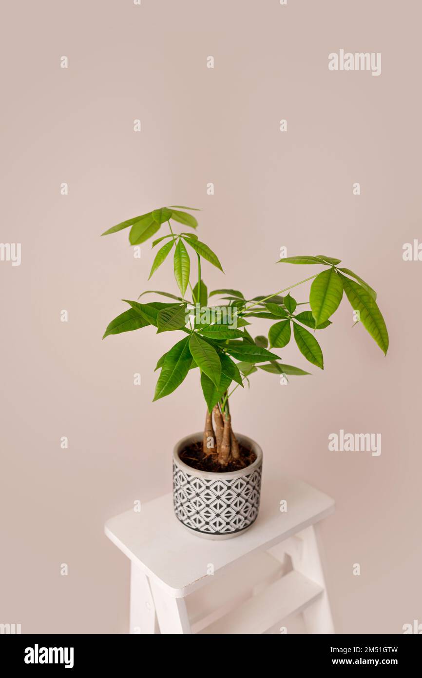 Un Money Tree Plant Pachira Aquatica. Verde pachira aquatica foglie su sfondo beige, pachira Foto Stock