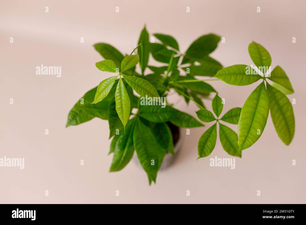 Un Money Tree Plant Pachira Aquatica. Verde pachira aquatica foglie su sfondo beige, pachira Foto Stock