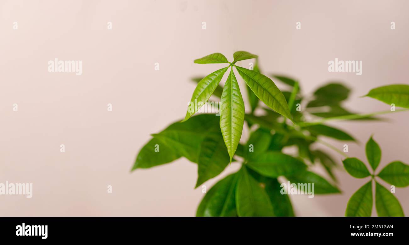 Un Money Tree Plant Pachira Aquatica. Verde pachira aquatica foglie su sfondo beige, pachira Foto Stock