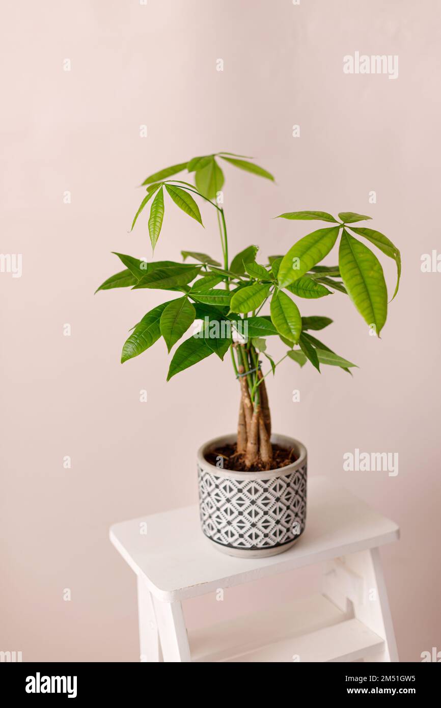 Un Money Tree Plant Pachira Aquatica. Verde pachira aquatica foglie su sfondo beige, pachira Foto Stock