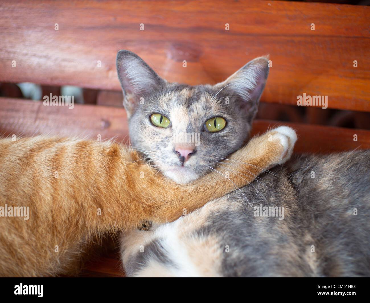 Gatto grigio con mento sui piedi del gatto arancione Foto Stock