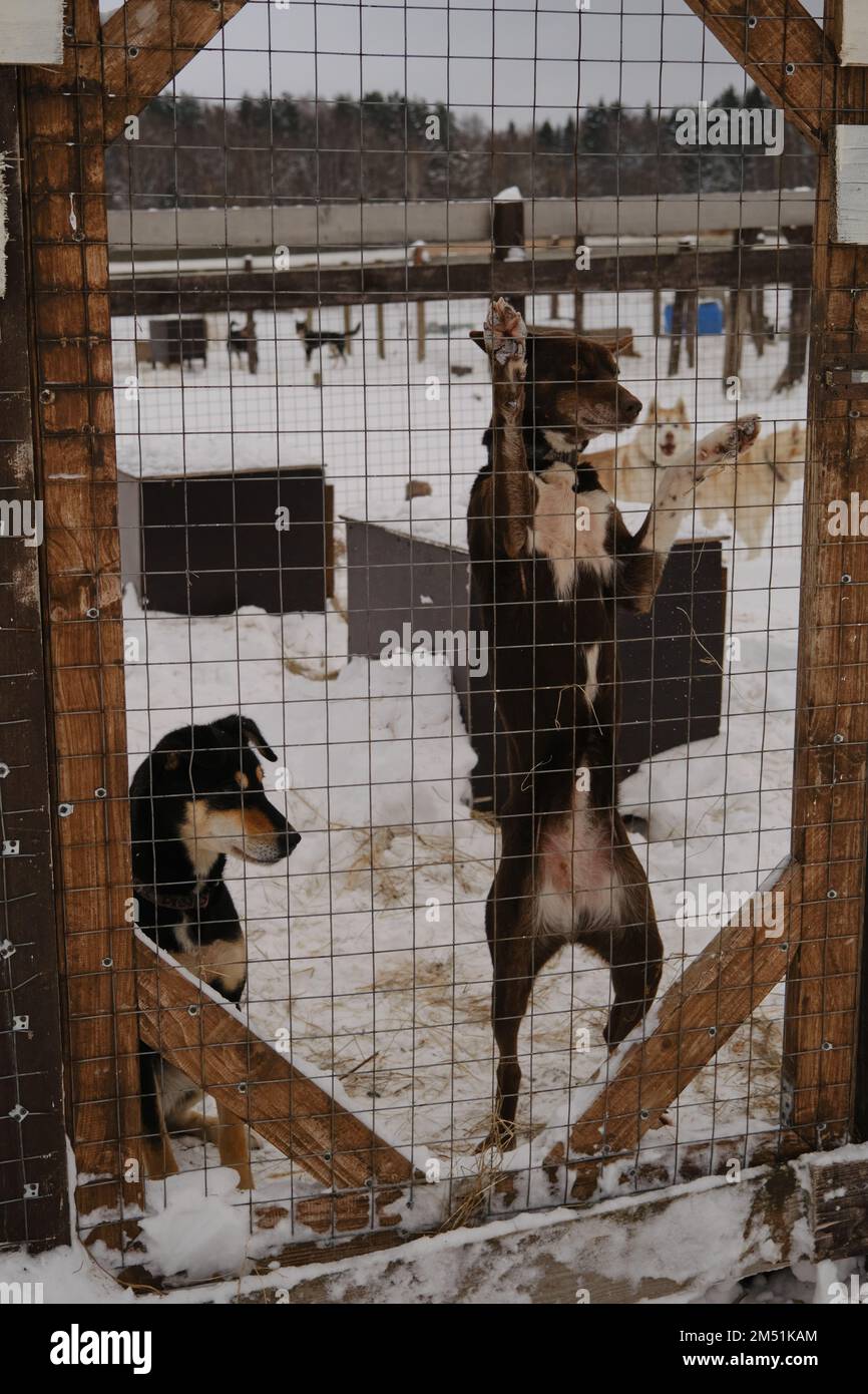 Allevamento di Husky dell'Alaska in inverno. Concetto di adozione di animali persi e abbandonati da rifugio. Due giovani cani di razza mix marrone e nero dietro recinto Foto Stock