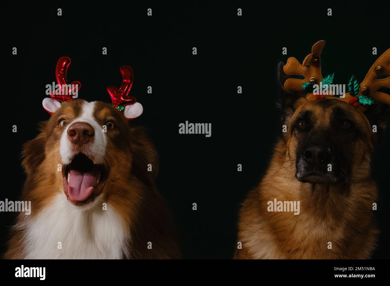 Concetto di animali domestici che festeggia il Natale. Due cani pureed in ruolo di Babbo Natale aiutanti indossare corna cervi sulla loro testa. Pastore australiano e tedesco sono b Foto Stock