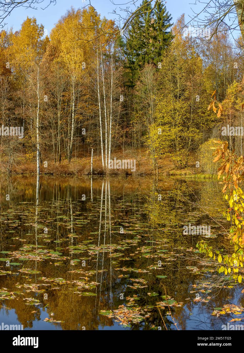 Paesaggio autunnale nel parco storico 'Aspen Grove' a St Pietroburgo Foto Stock