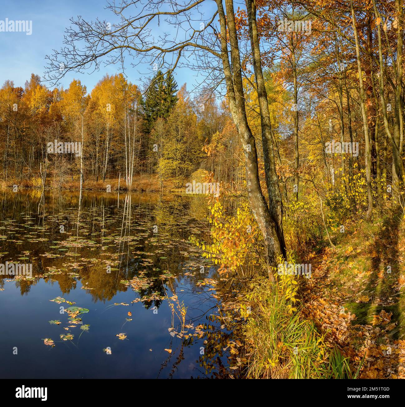 Paesaggio autunnale nel parco storico 'Aspen Grove' a St Pietroburgo Foto Stock