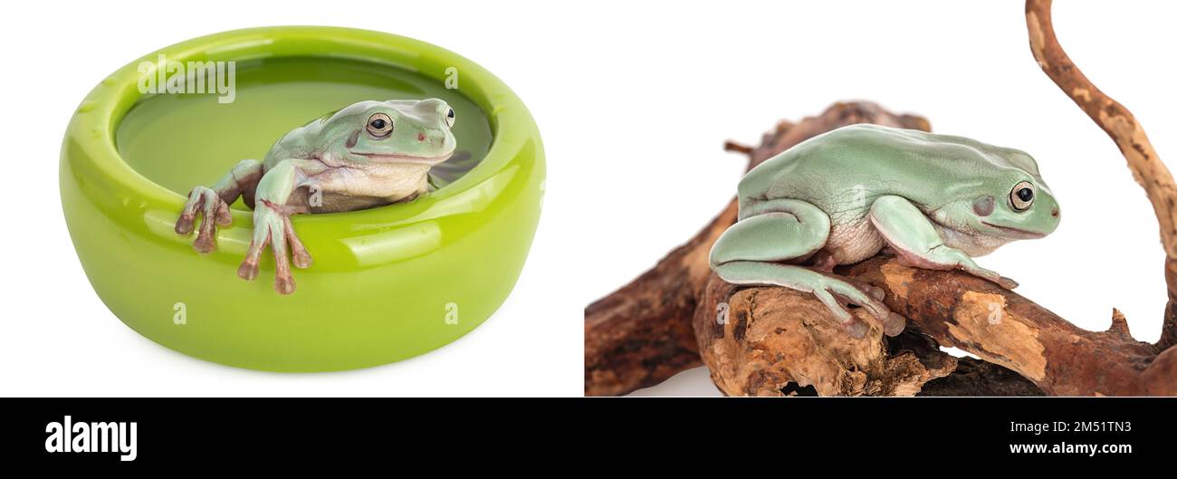 La rana verde australiana in ciotola con acqua isolata su fondo bianco con profondità di campo completa Foto Stock