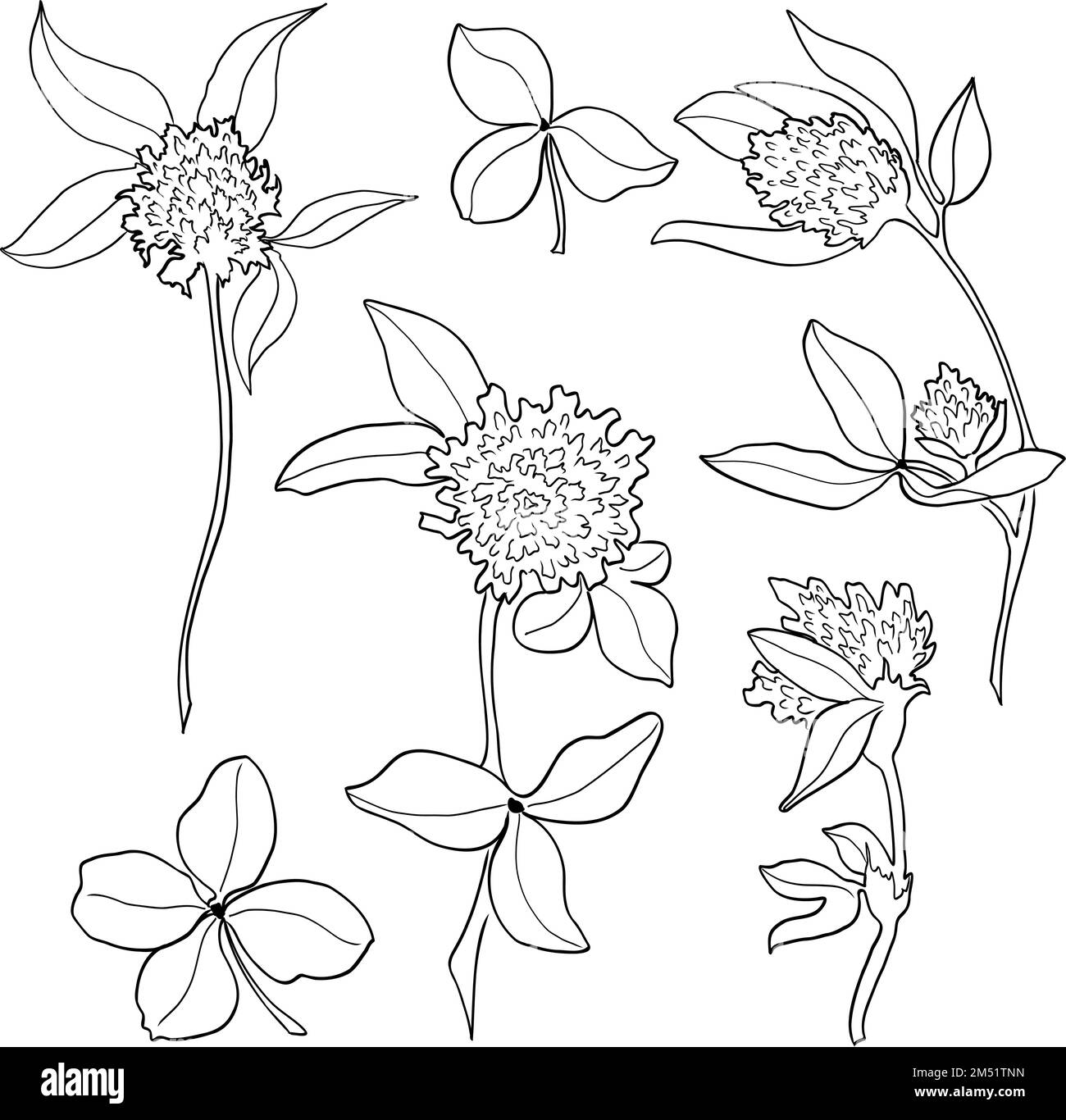 Set di disegno vettoriale per fiori di trifoglio. Pianta selvatica isolata e foglie. Illustrazione stile con incisione a base di erbe. Schizzo botanico dettagliato Illustrazione Vettoriale