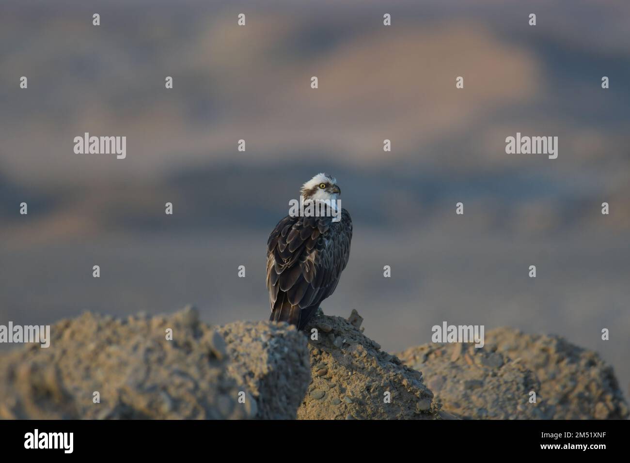 Osprey, Pandion haliaetus Foto Stock