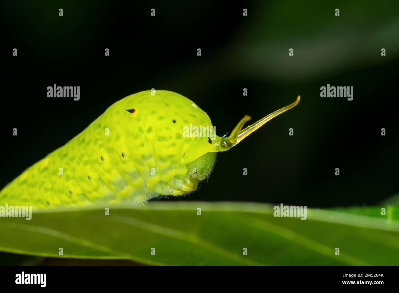 Segnale di avvertimento di bruco farfalla comune jay (Graphium doson), Satara, Maharashtra, India Foto Stock
