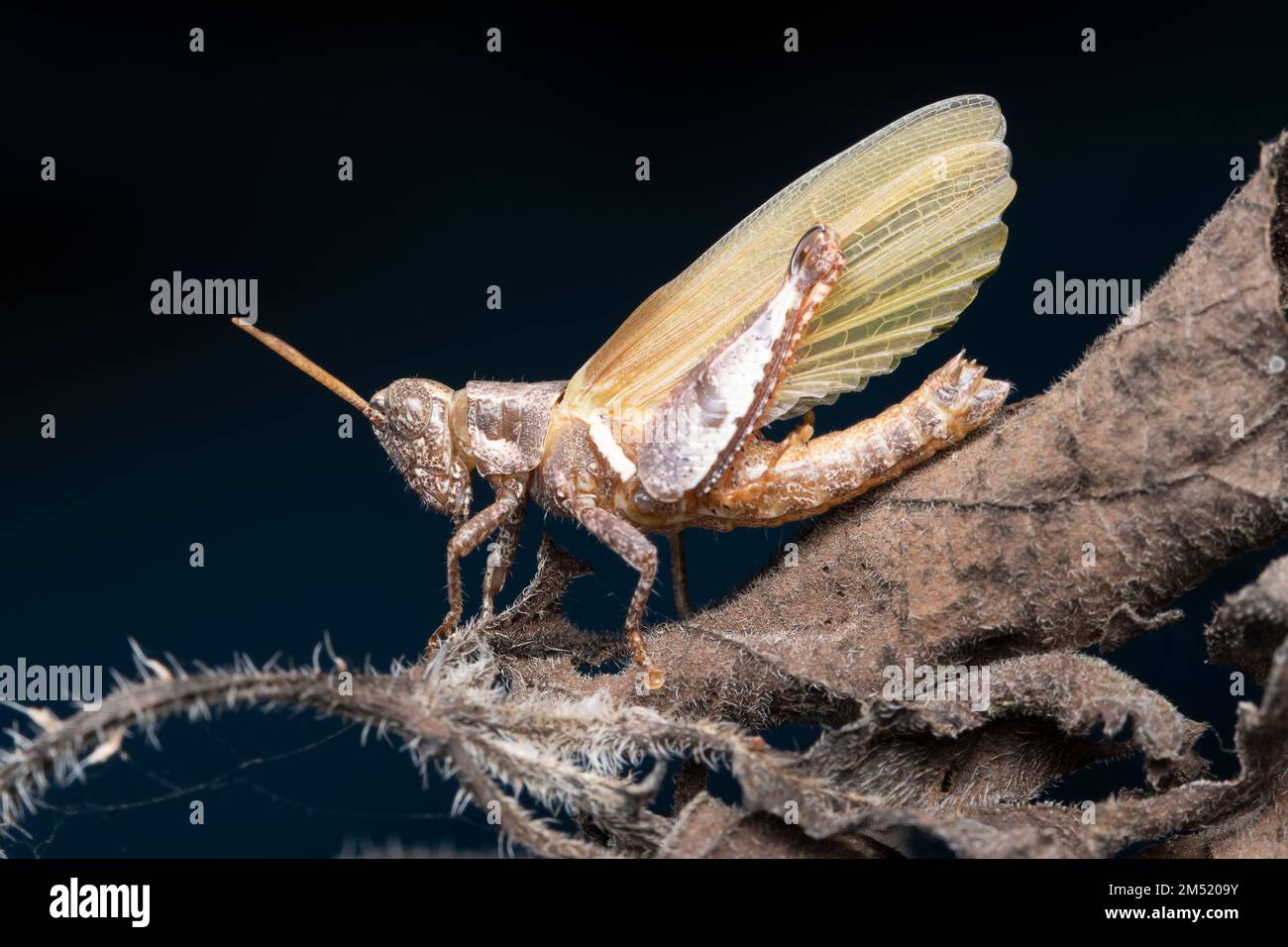 Grasshopper pompare per dispiegarsi e asciugare le ali dopo la molatura (Satara, Maharashtra, India) Foto Stock