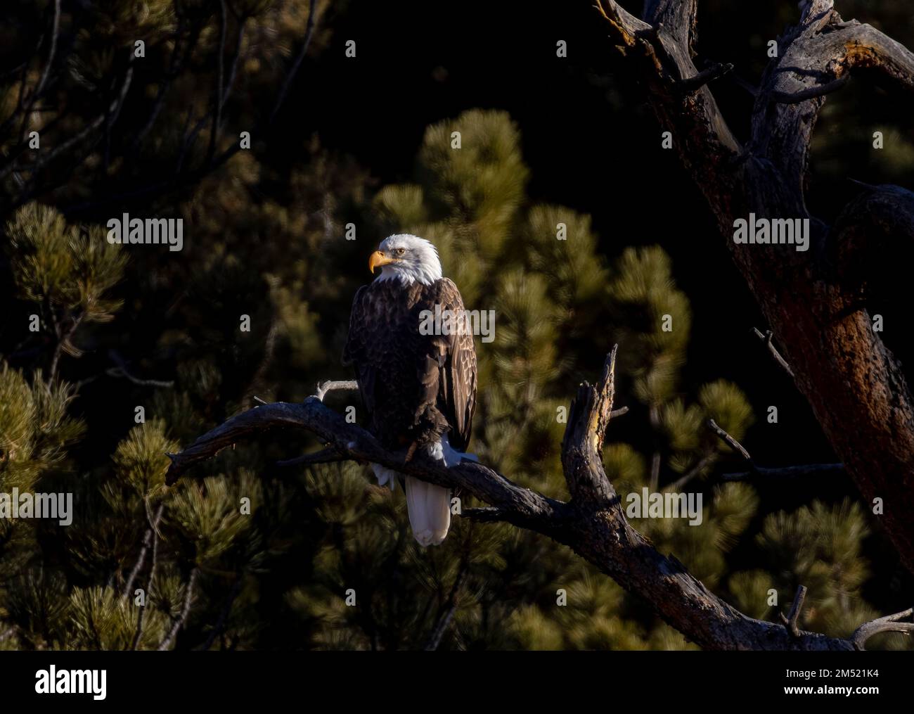 Aquile calve che pescano nel fiume South Platte nell'Eleven Mile Canyon Colorado Foto Stock