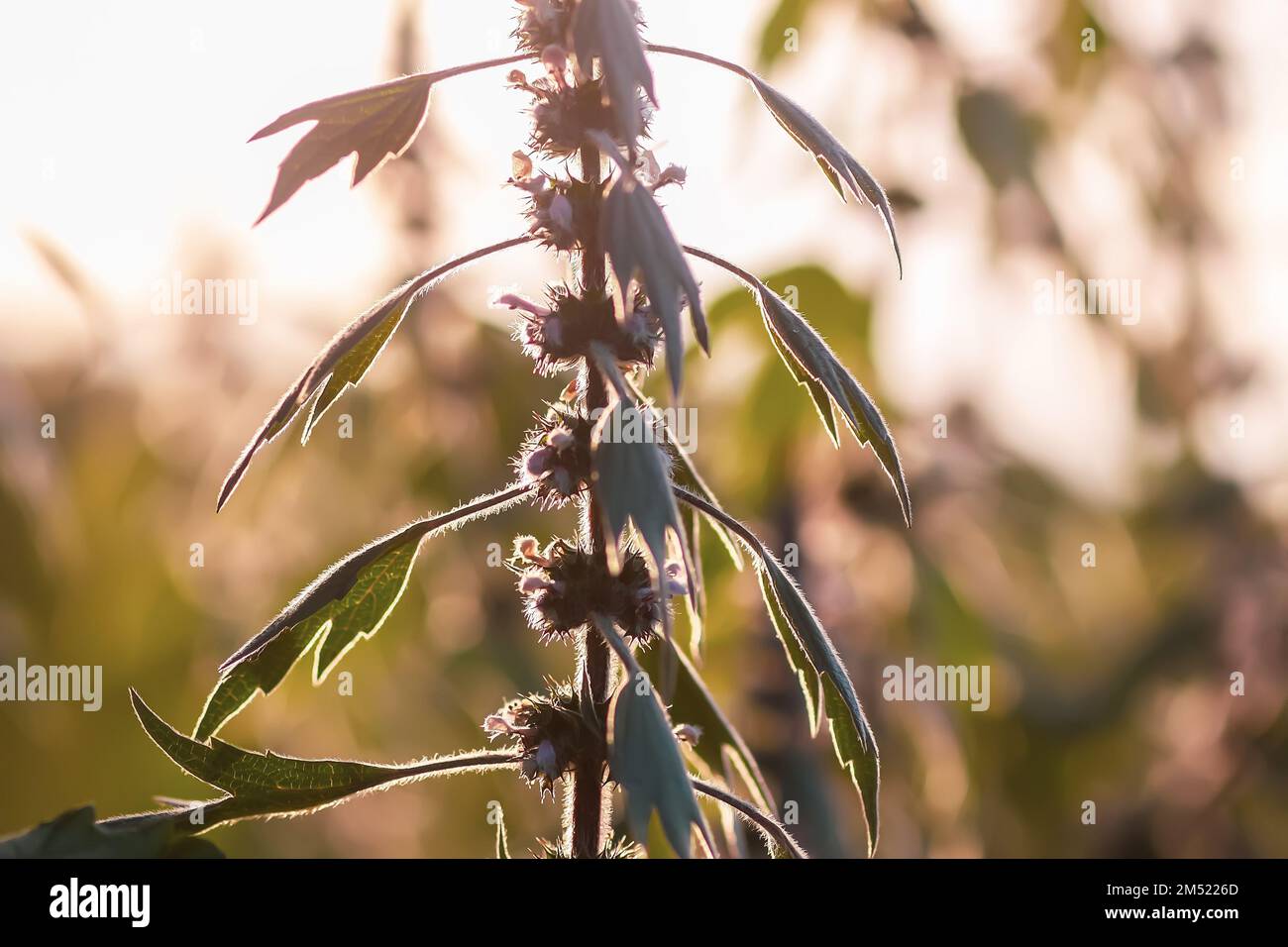 Piante mediche Motherwort alla luce del tramonto. Foto Stock