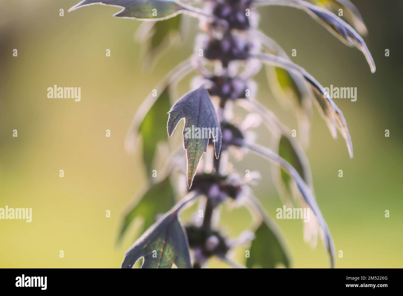 Piante mediche Motherwort alla luce del tramonto. Foto Stock