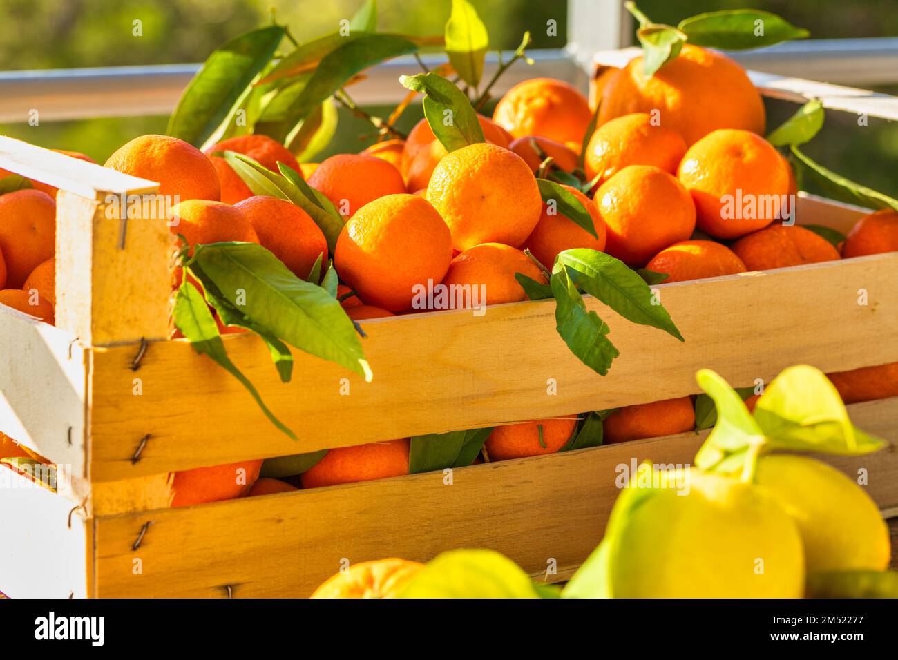 Raccolta di agrumi freschi. Scatola con clementine. Limoni croati, arance, tangerini. Frutta della vitamina. Foto Stock