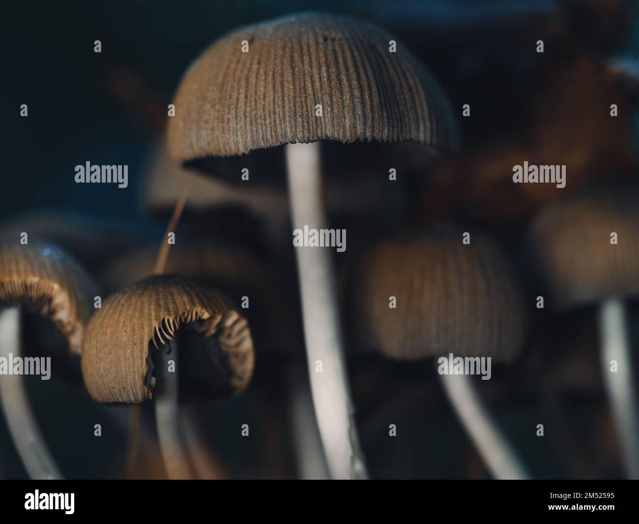 Un mazzetto di funghi porcini di mica (Coprinellus micaceus) sullo sfondo sfocato Foto Stock