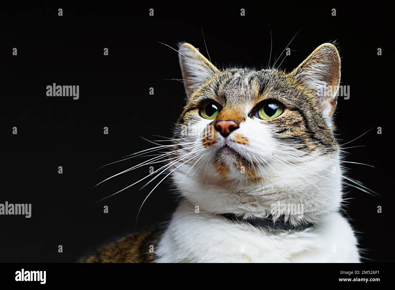 Primo piano ritratto di un gatto su sfondo nero Foto Stock