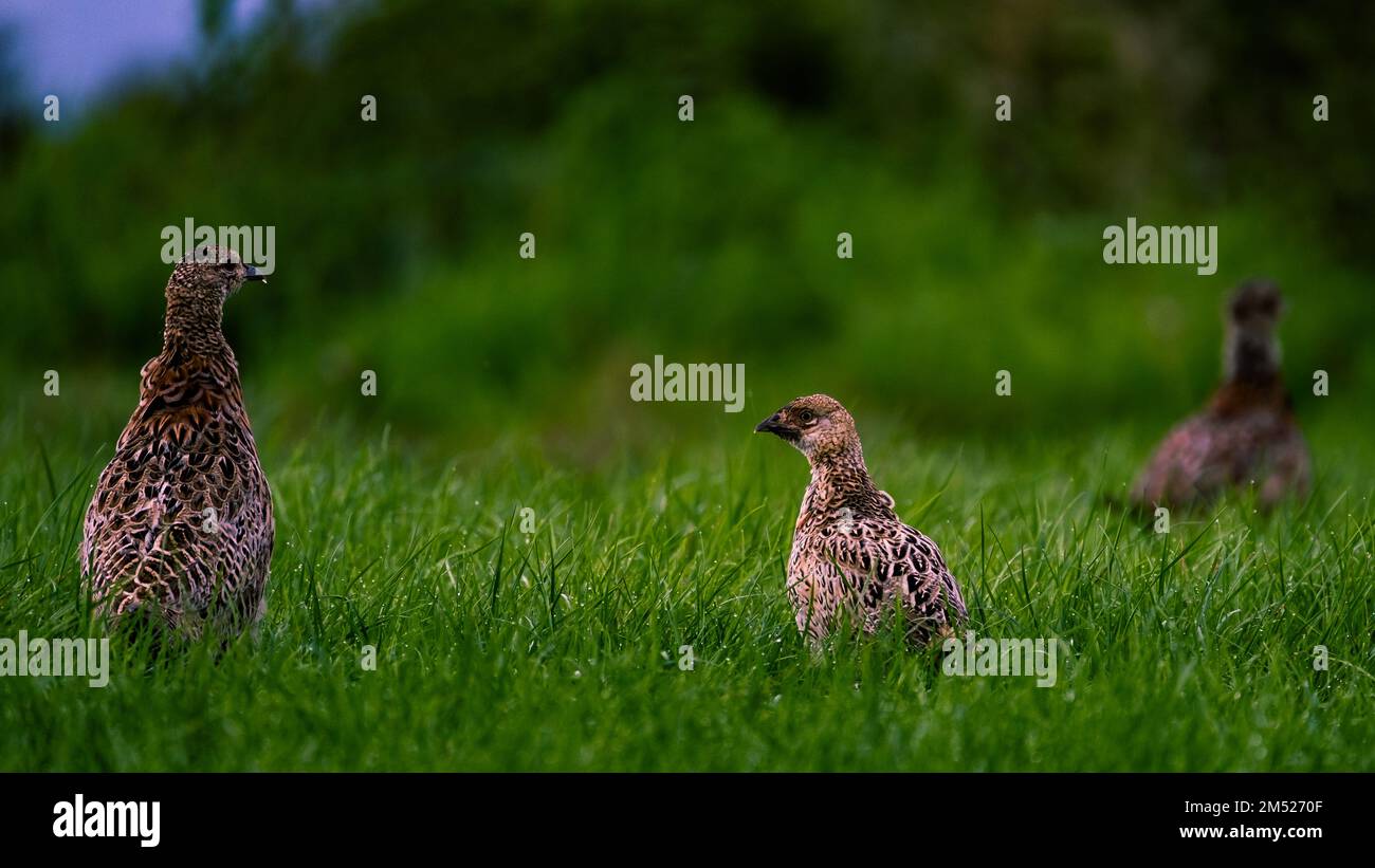 La famiglia dei fagiani (Phasianus colchicus) marciando in un prato al mattino Foto Stock