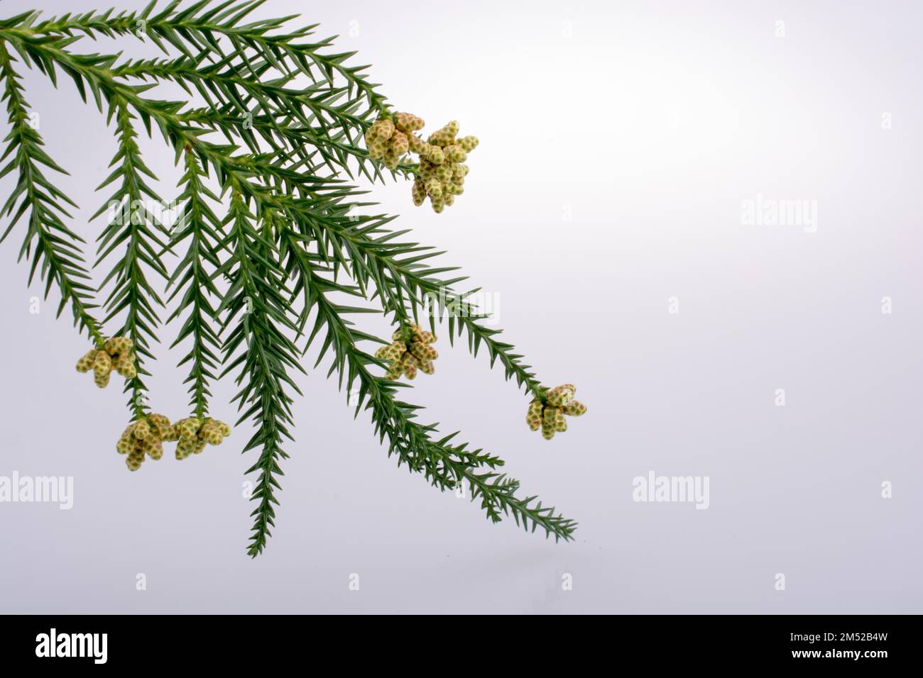 Una foto unica di brillante tenero offshoot di un albero che cresce Foto Stock