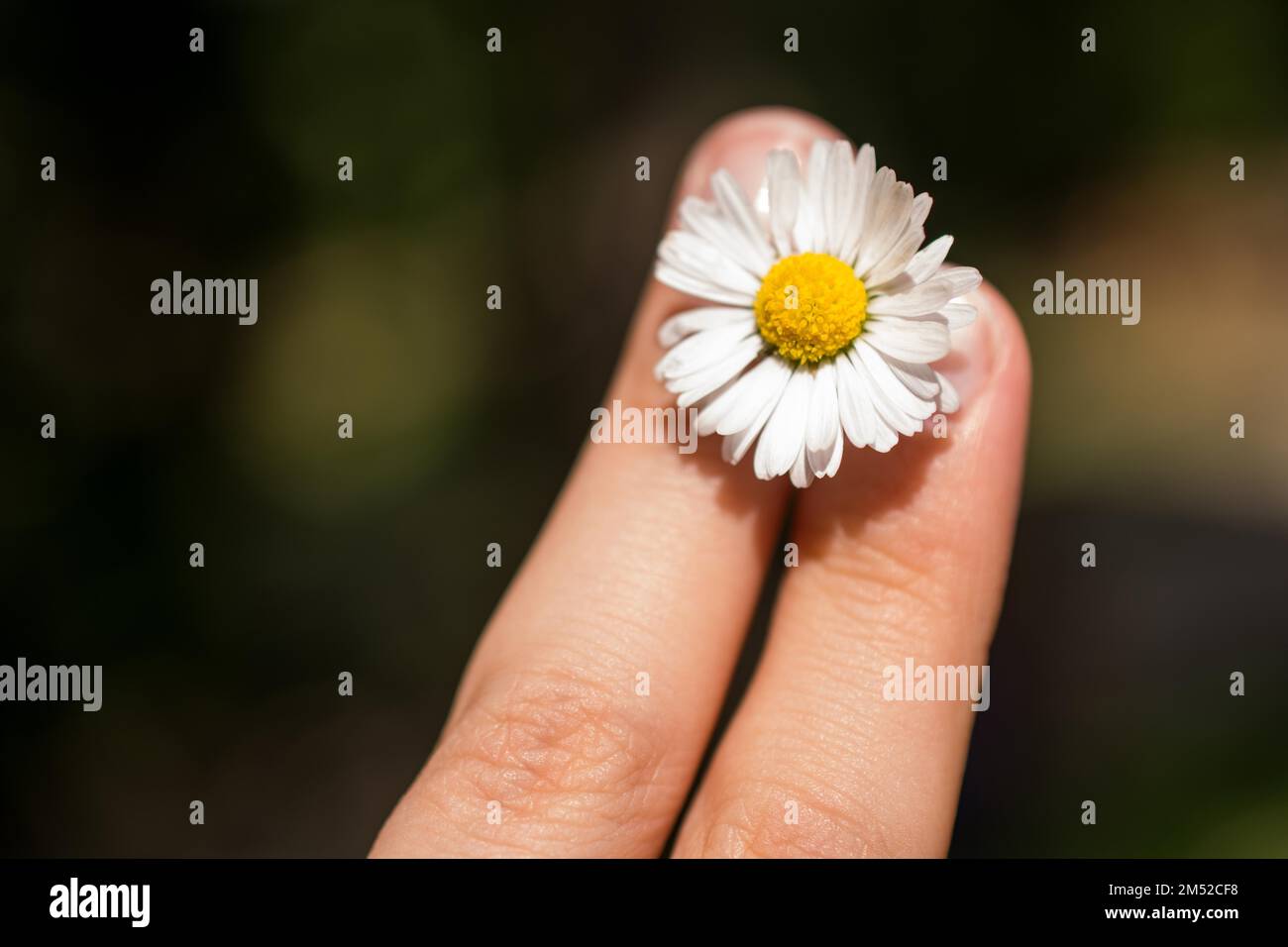 Bellissimo fiore di colore su una soleggiata giornata di primavera Foto Stock