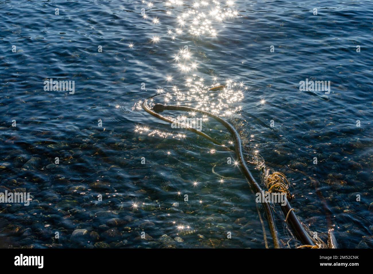 Bullwhip Kelp in Burrows Bay Anacortes dopo una tempesta di vento di fine caduta Foto Stock