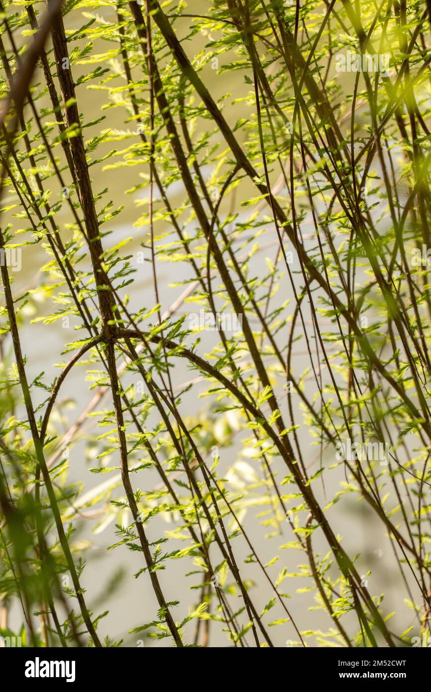 Una foto unica di brillante tenero offshoot di un albero che cresce Foto Stock