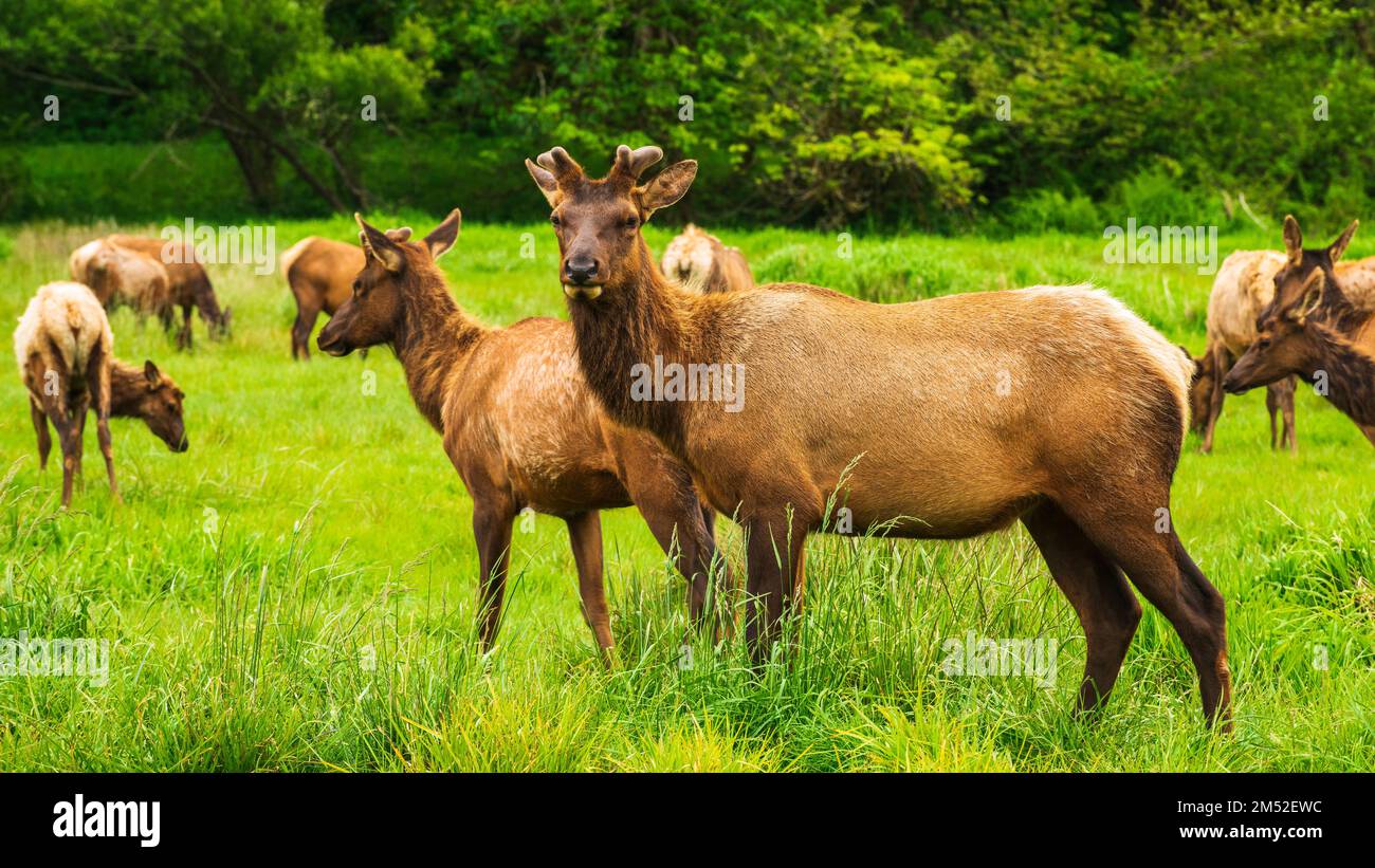 Roosevelt Elk, Prairie Creek Redwoods state Park, California USA Foto Stock