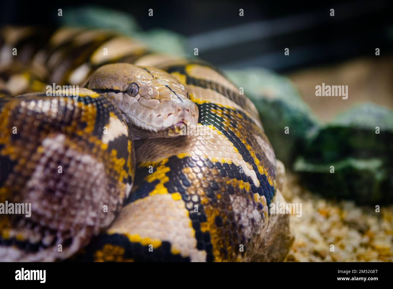Serpente non venoso in pitone reticolato avvolto da vicino più a lungo al mondo Foto Stock