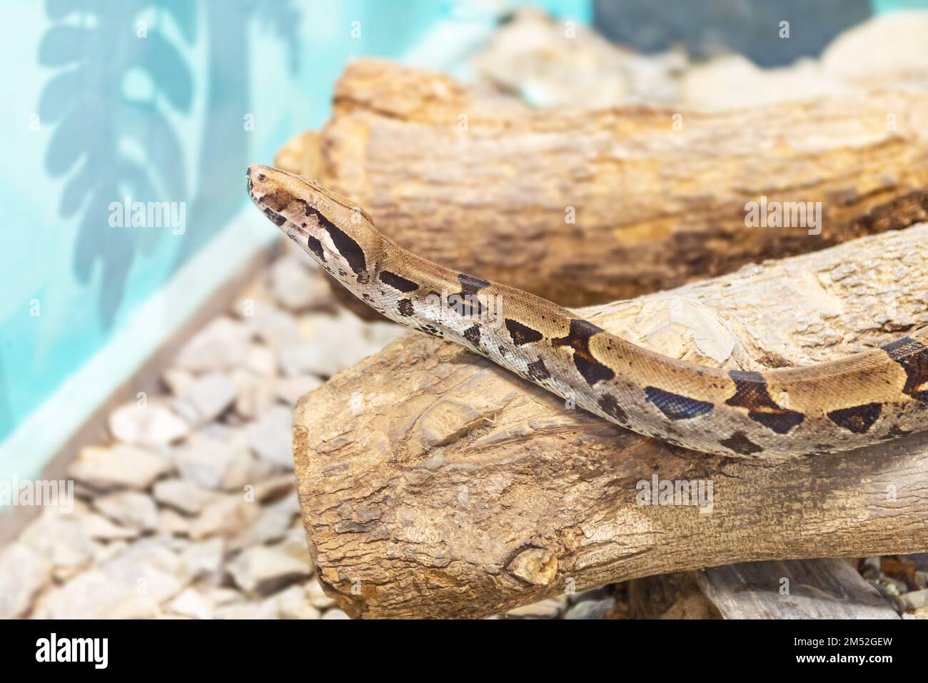 Reticolato pitone animale zoo serpente esotico pericoloso animale domestico cattività fauna selvatica Foto Stock