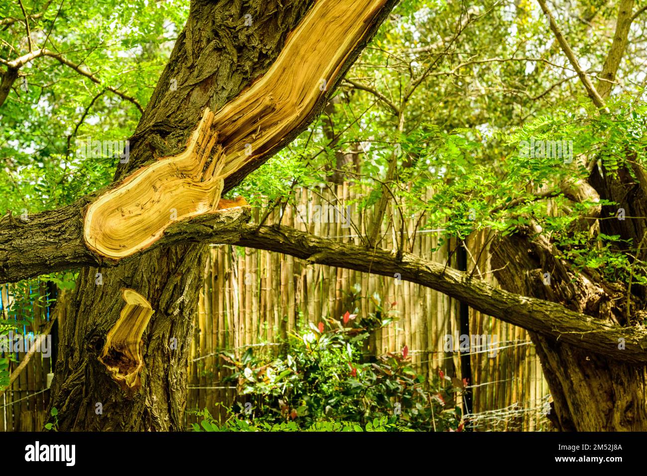 Forza di Gale Vento ramo tore da albero Foto Stock