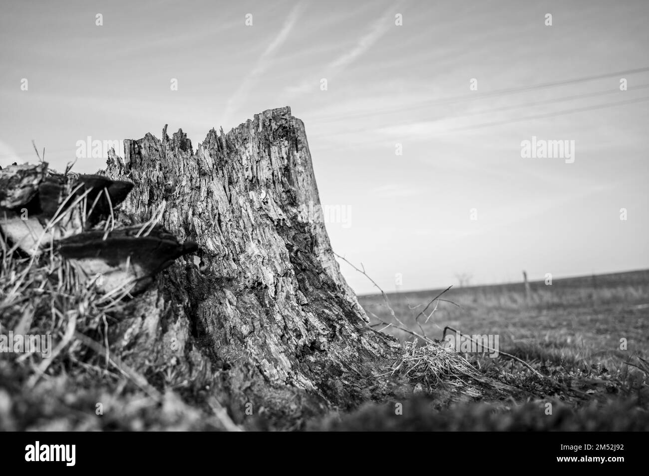 Vecchio ceppo di albero di marciume che mostra l'età e il decadimento da molti anni. Foto Stock