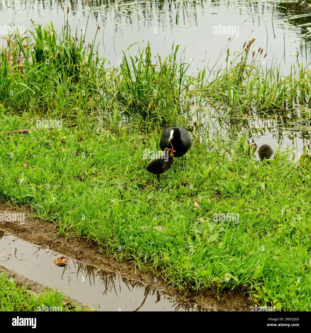 È che io? Anatroccolo sbuffato da IT's Reflection Foto Stock