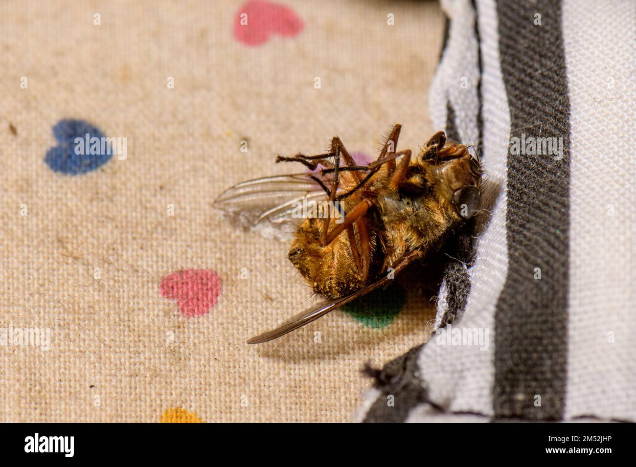 Volare avendo un pisolino pomeridiano dopo una giornata faticosa Foto Stock