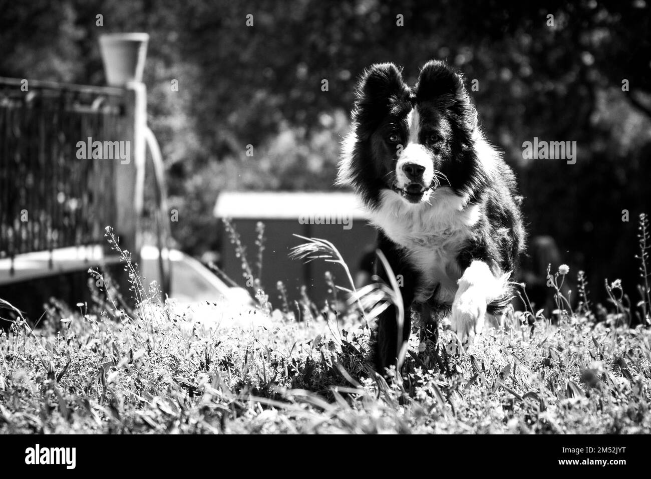 Una scala di grigi di un bordo Collie (Canis lupus familiaris) che corre in un campo Foto Stock