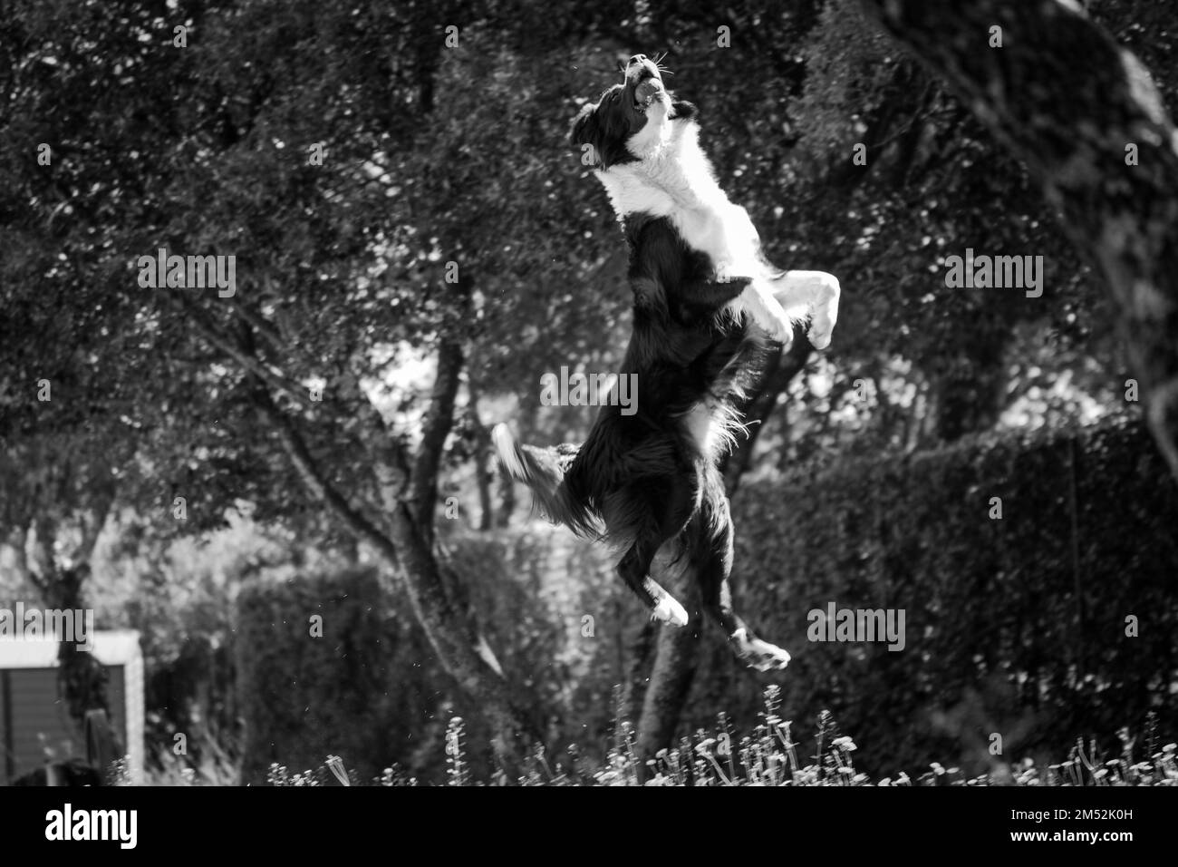 Una scala di grigi di un confine Collie (Canis lupus familiaris) che salta in alto in aria in un parco Foto Stock