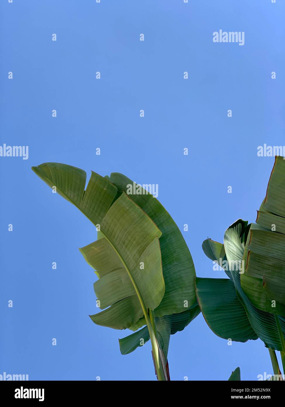 Banana Tree, foglie di Banana Verde Blue Sky, foglie di pianta di banana tropicale al vento, cielo azzurro estivo, foglia di banana di palma tropicale Foto Stock