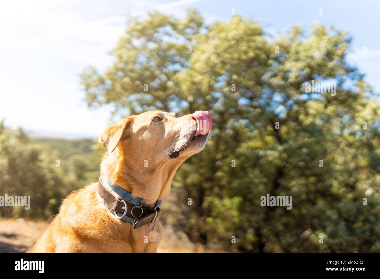 Ritratto con spazio copia di un cane Labrador Foto Stock