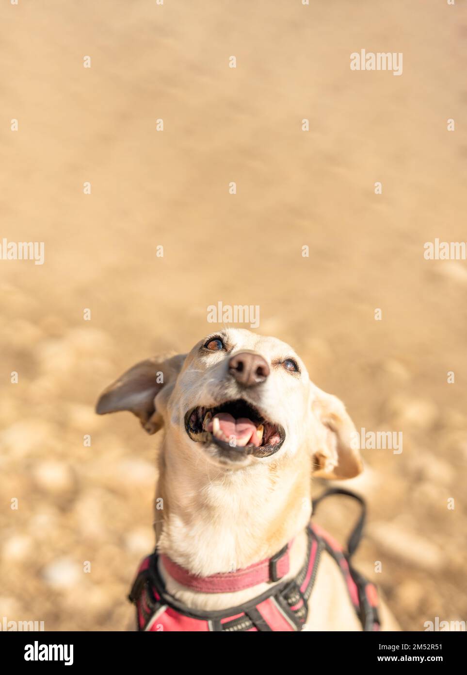 Foto con spazio copia di un simpatico piccolo cane che guarda in un parco Foto Stock