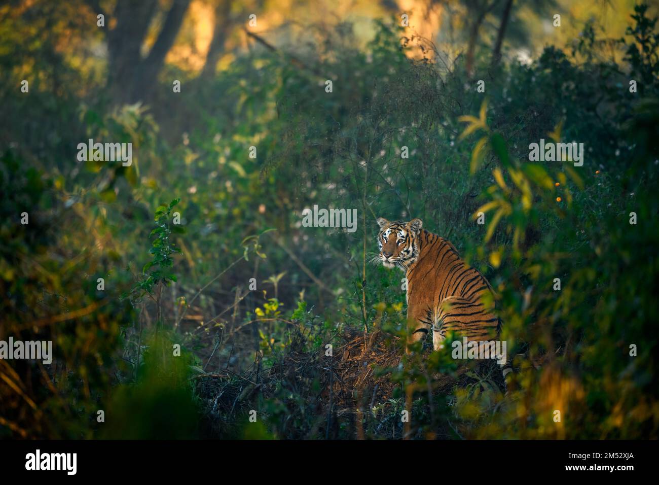 Una tigre maschile sub-adulta seduta in una zona boschiva di una mattina d'inverno Foto Stock