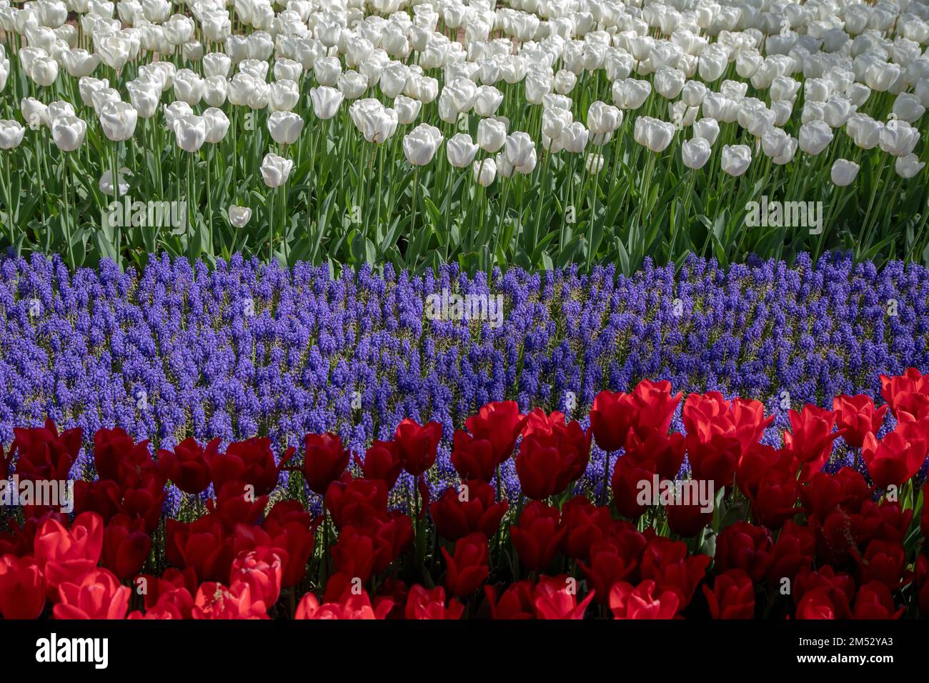 Tulipani rossi e bianchi e fiori viola giacinto Foto Stock