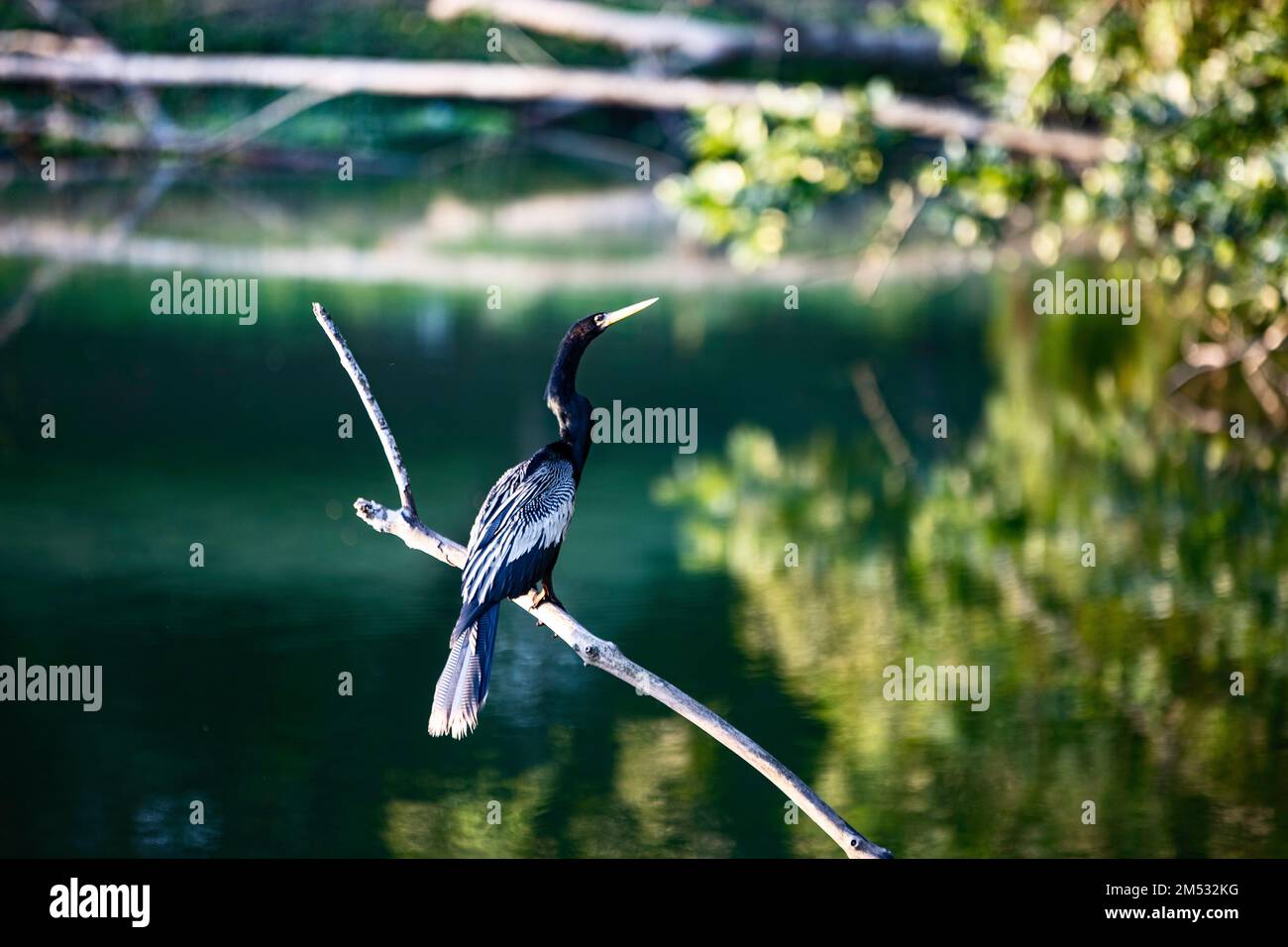 Un selettivo di un'anhinga (Anhinga anhinga) su un ramo Foto Stock