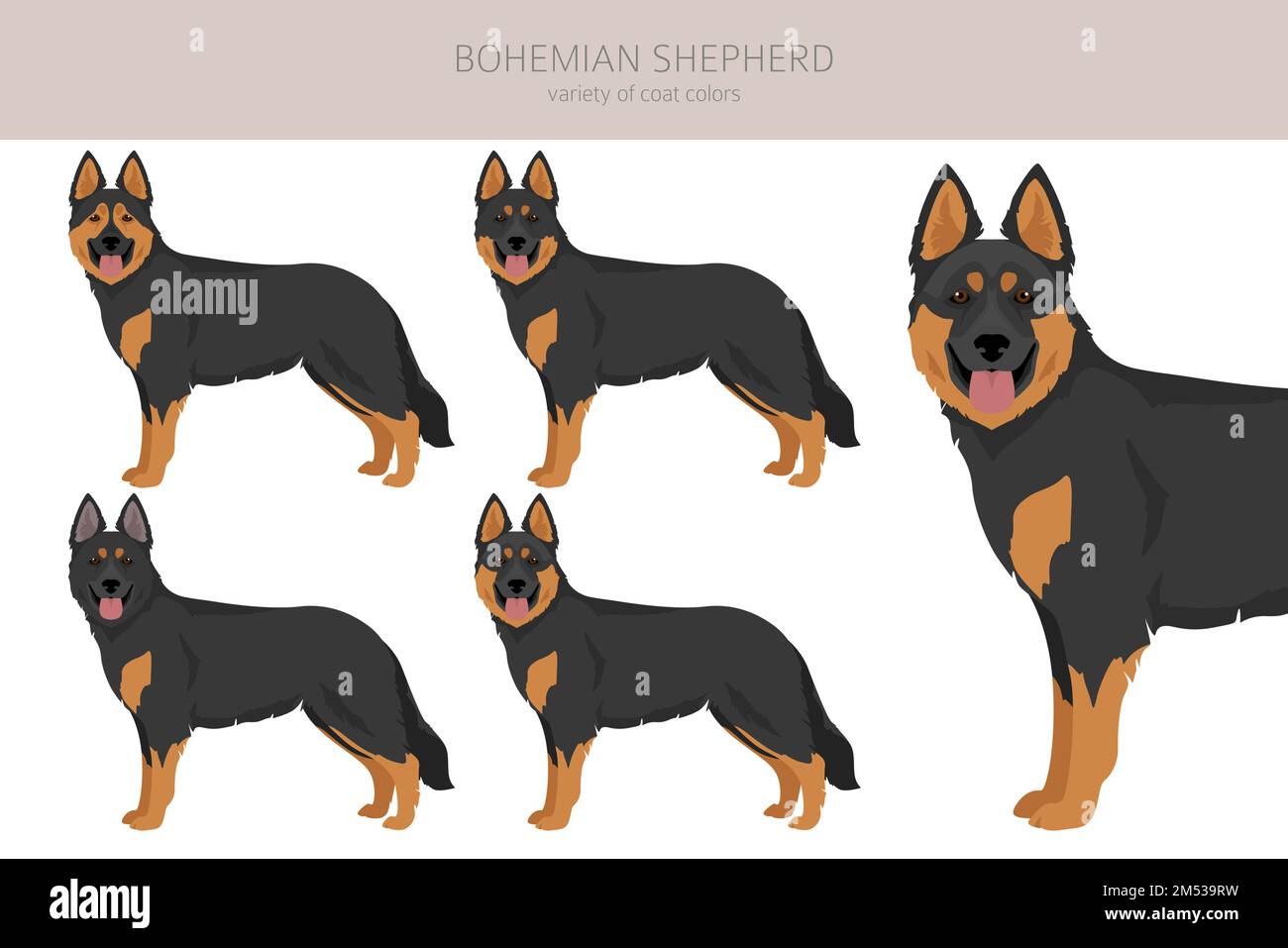 Clipart di cane pastore bohémien. Set di tutti i colori del mantello. Posizione diversa. Infografica sulle caratteristiche di tutte le razze di cani. Illustrazione vettoriale Illustrazione Vettoriale
